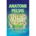 Anatomi Pelvis