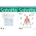 Buku Tabel Pembelajaran Anatomi Sobotta ; Otot, Sendi & Saraf